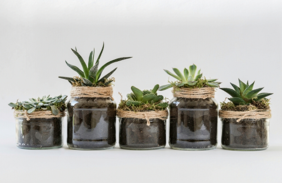 Five glass jars repurposed as planters, each containing different succulents with twine rope decorations around the rims, arranged in a row.