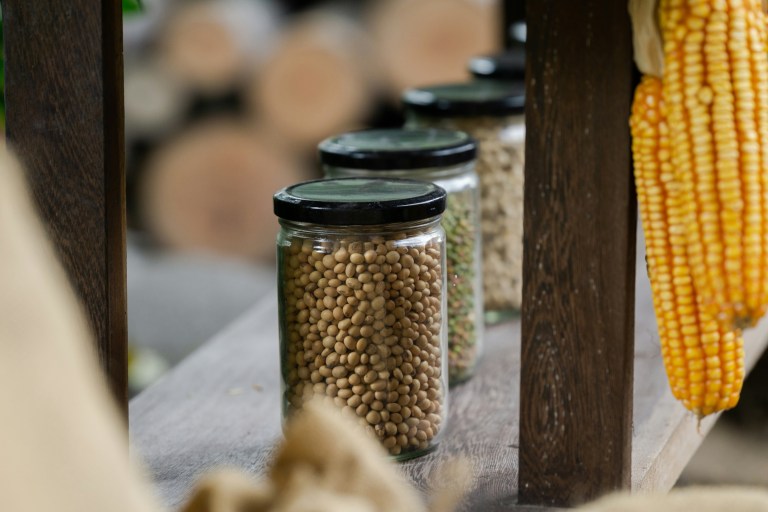 Glass storage jars filled with soybeans and grains next to fresh corn cobs in a rustic setting